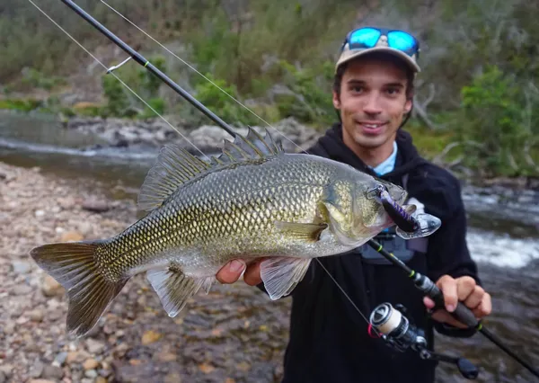 Image of a Australian Bass