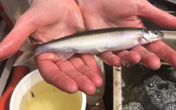 Image of a Australian Grayling