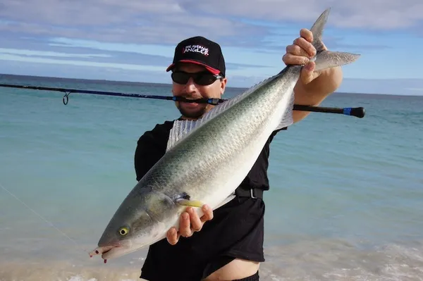 Image of a Australian Salmon