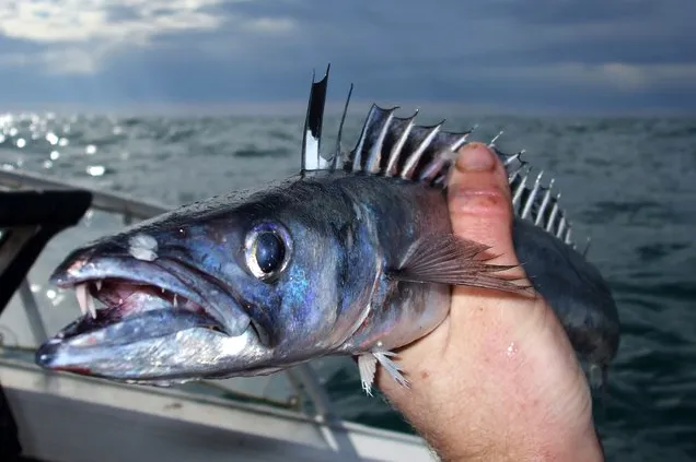 Barracouta Fishing in Melbourne