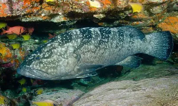 Image of a Black Cod