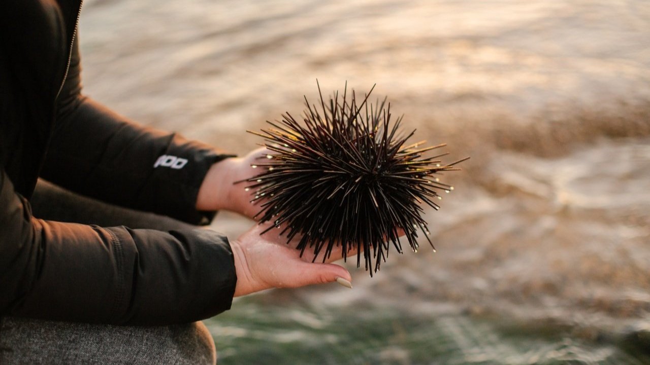 Black Sea Urchin