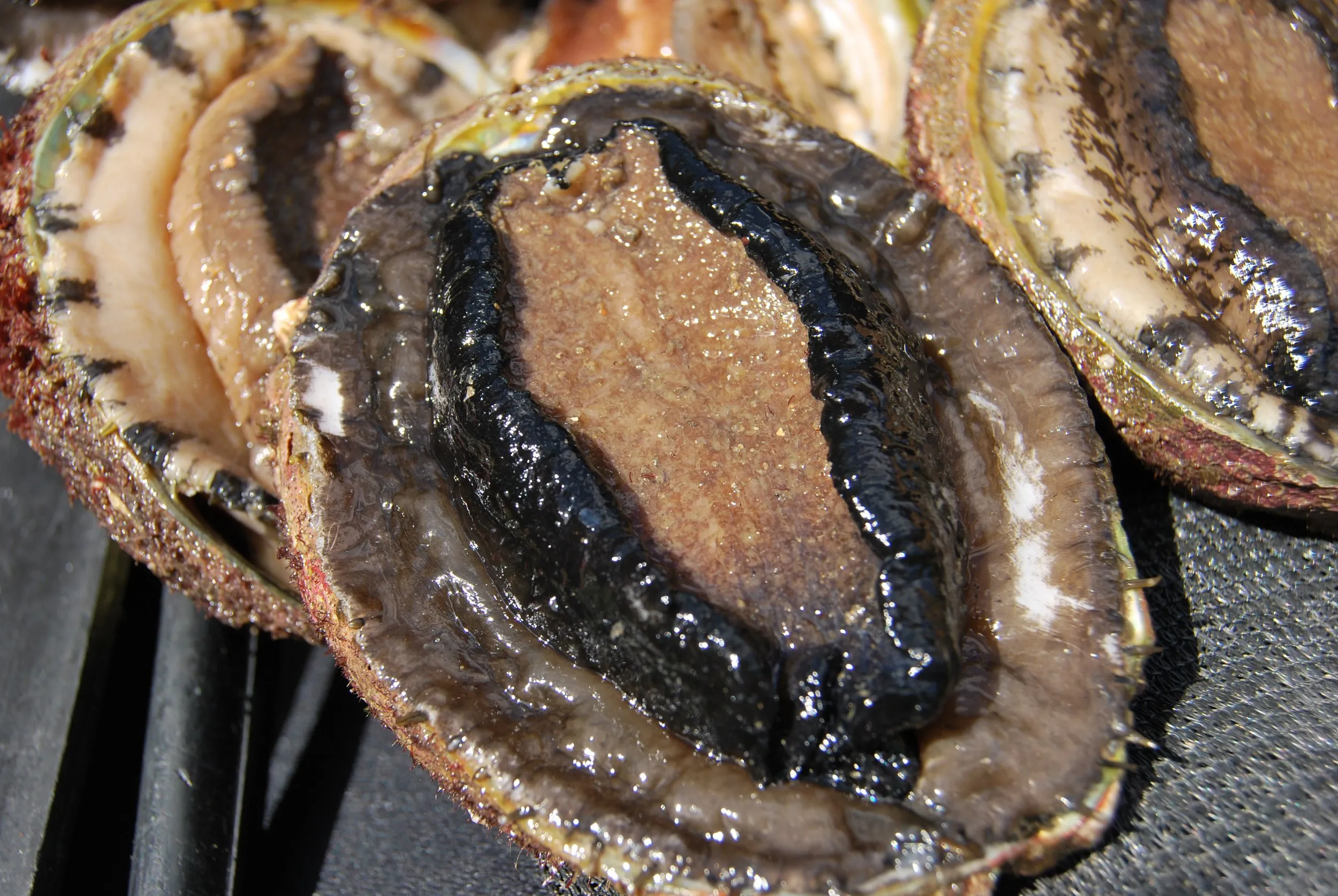 Blacklip Abalone Fishing in Melbourne