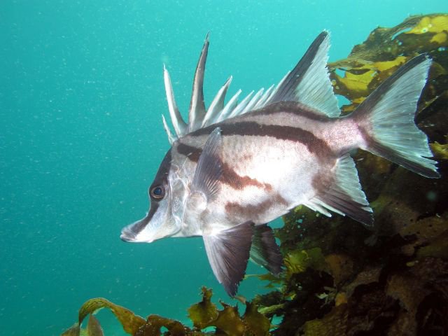 Boarfish