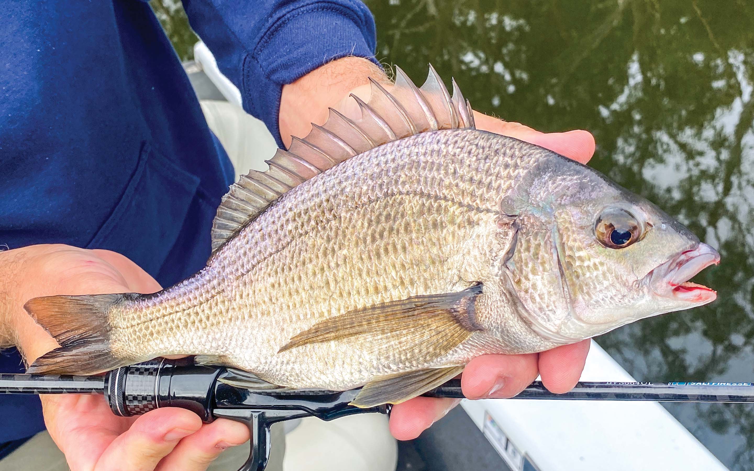 Bream (All Species)