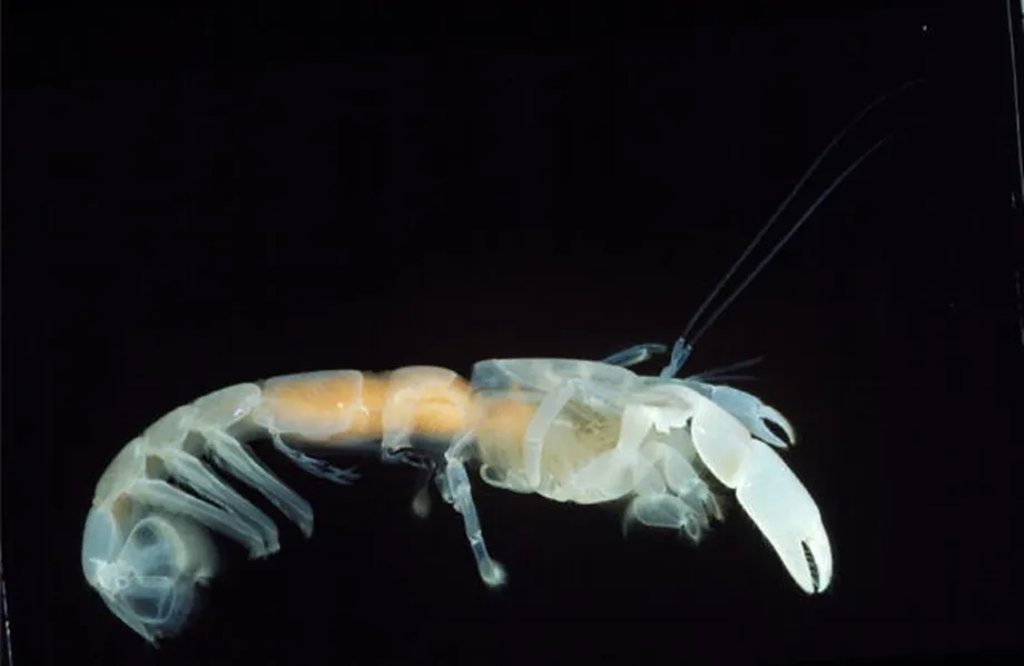 Burrowing Shrimp Fishing in Melbourne