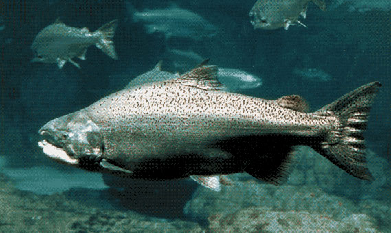 Chinook Salmon