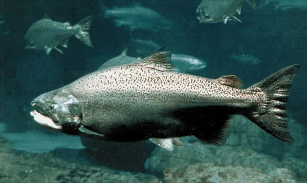 Image of a Chinook Salmon