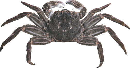 Crabs (All Species Except European Green Shore Crabs)