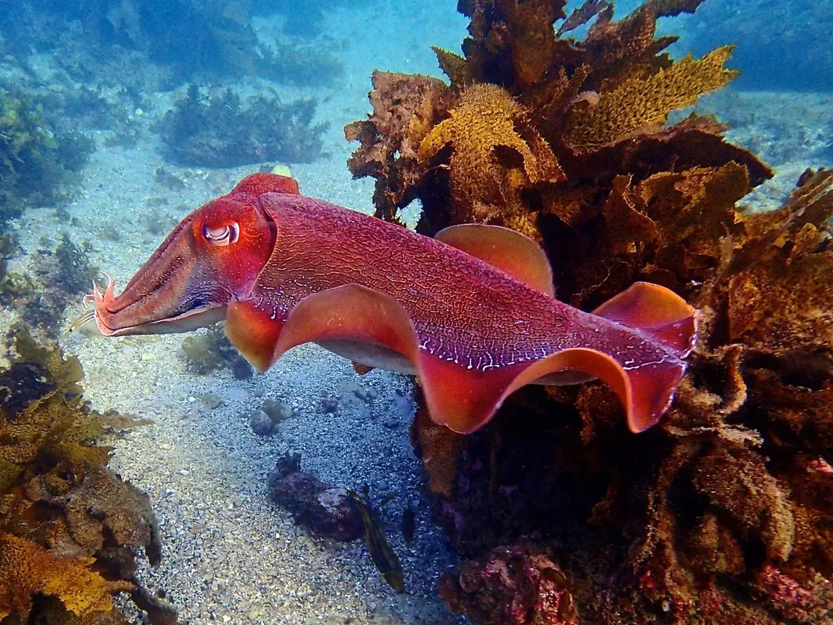 Cuttlefish Fishing in Melbourne