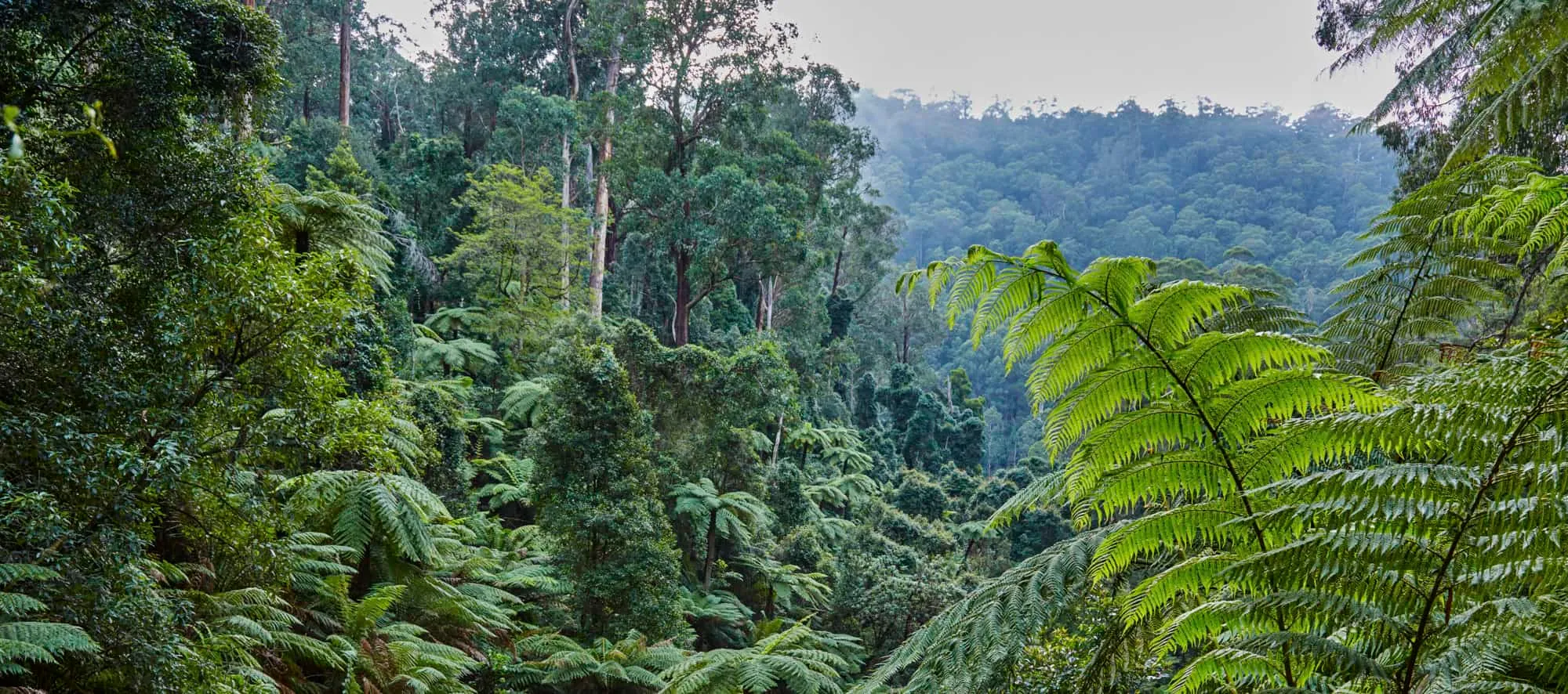 Image of East Gippsland