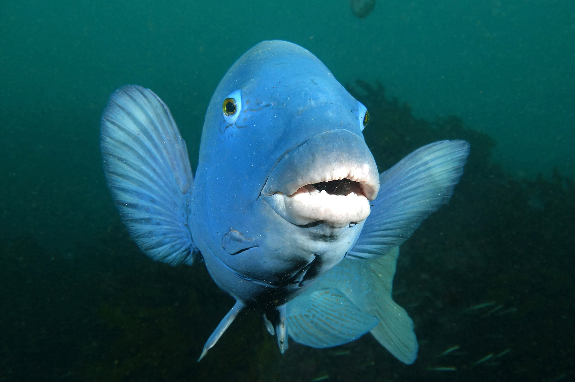 Eastern Blue Groper