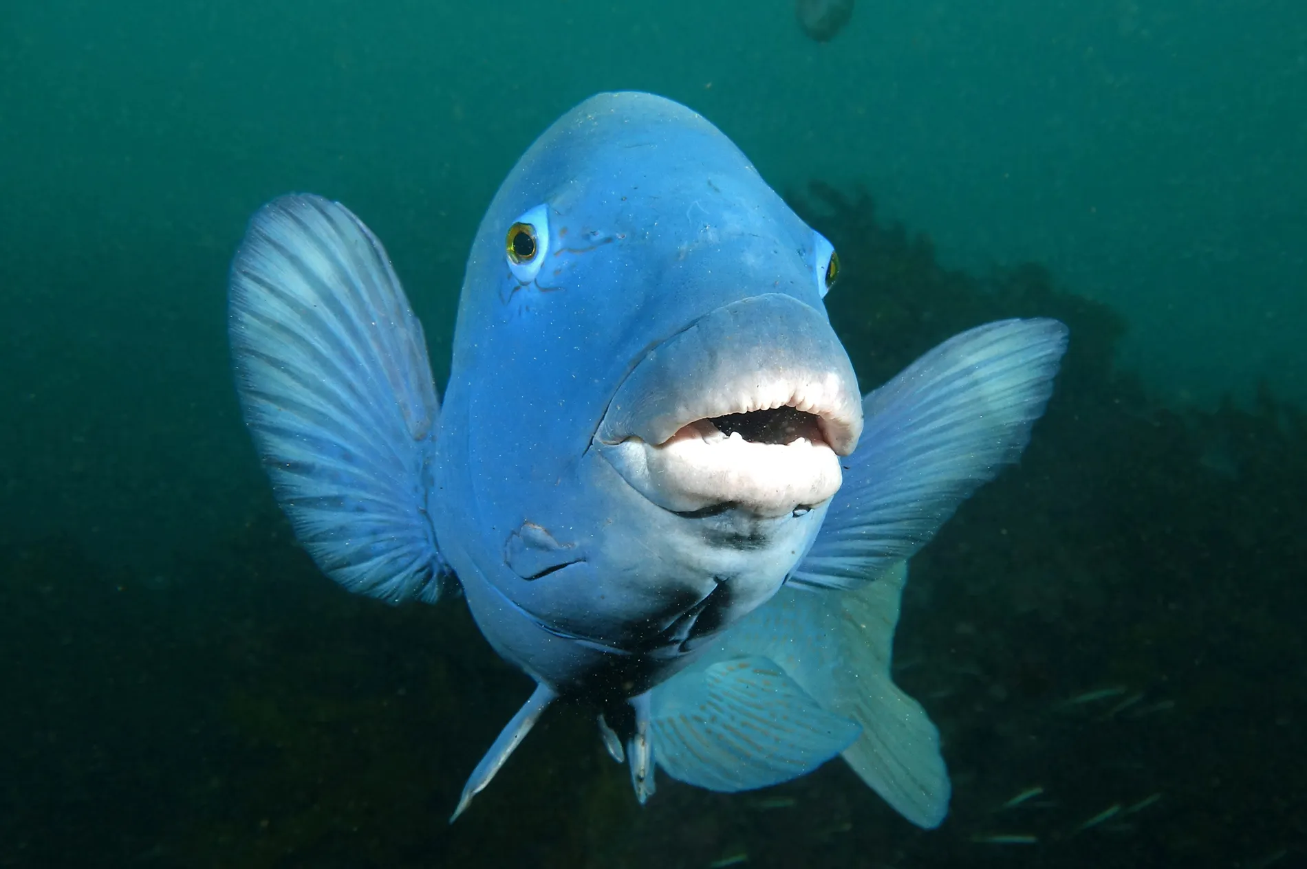 Eastern Blue Groper Fishing in Melbourne