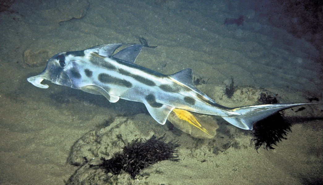 Elephant Fish