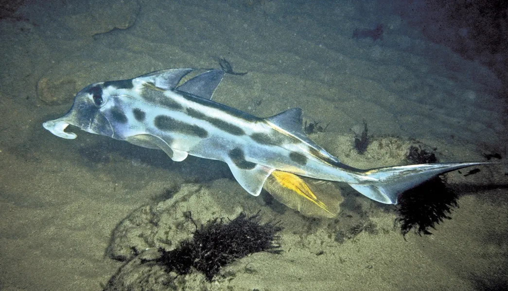 Elephant Fish Fishing in Melbourne