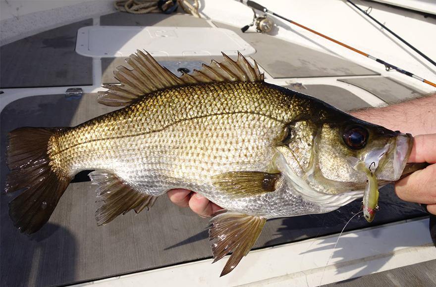 Estuary Perch