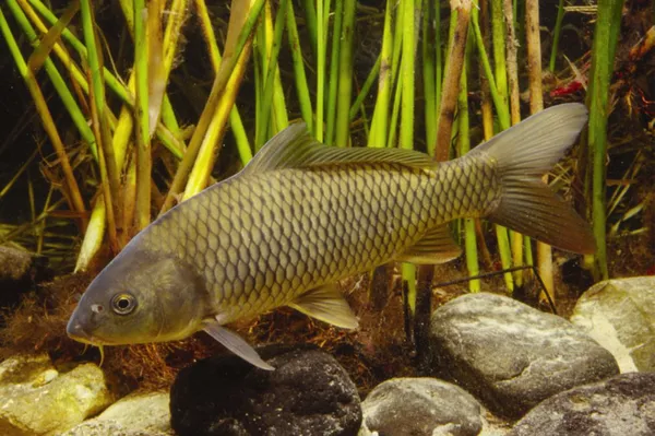 Image of a European Carp