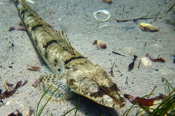 Image of a Flathead