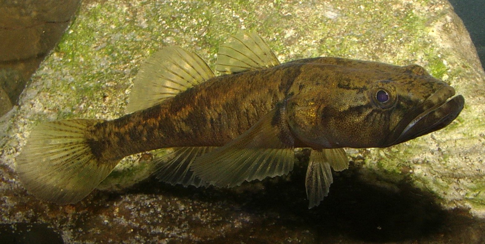 Flathead Gudgeon