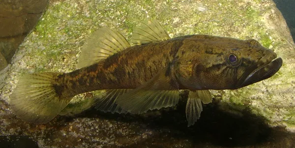 Image of a Flathead Gudgeon