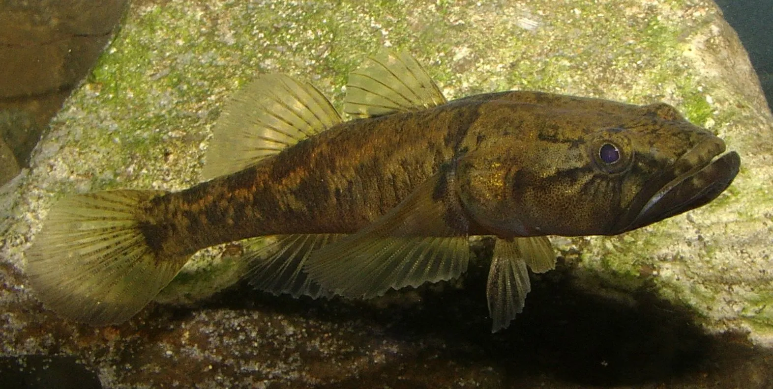 Flathead Gudgeon Fishing in Melbourne