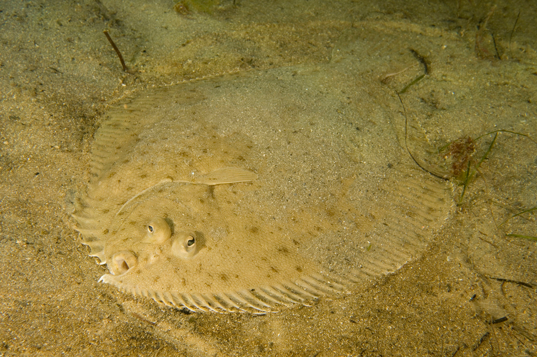 Flounder