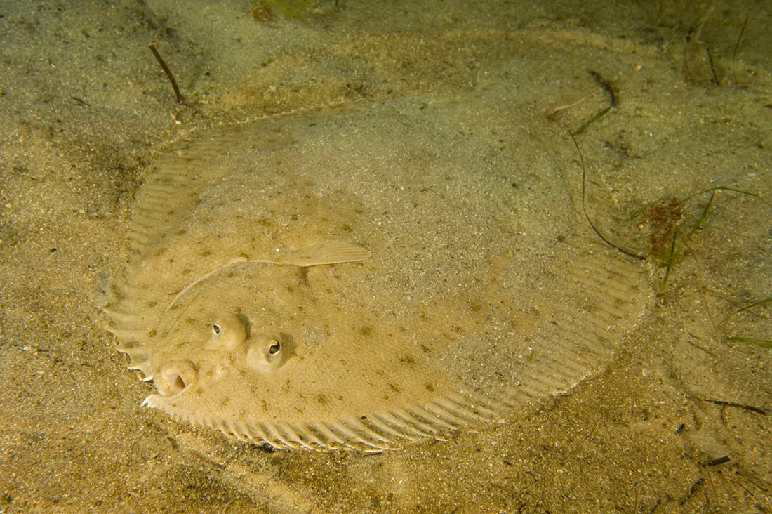 Flounder Fishing in Melbourne