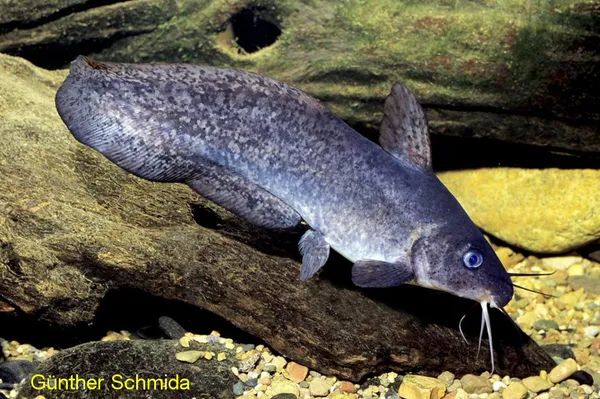 Image of a Freshwater Catfish