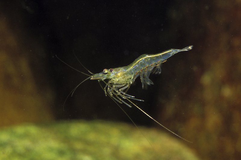 Freshwater Shrimp