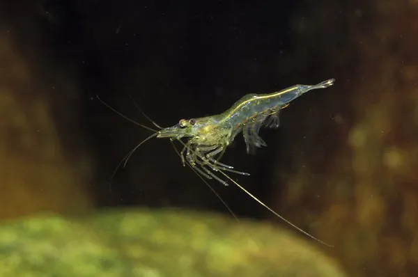 Image of a Freshwater Shrimp