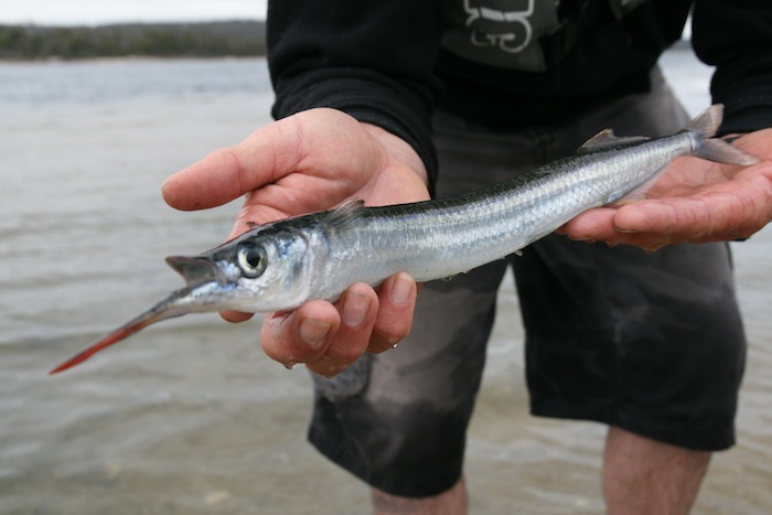 Garfish