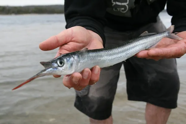 Image of a Garfish