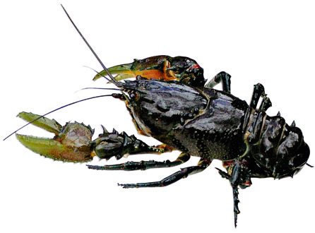 Glenelg Spiny Freshwater Crayfish