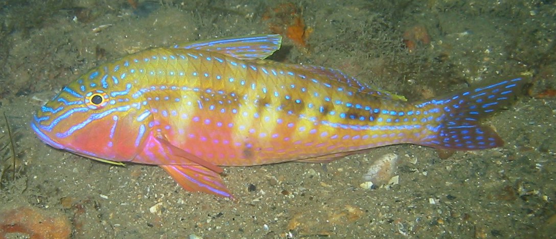 Goatfish