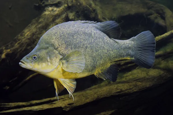 Image of a Golden Perch