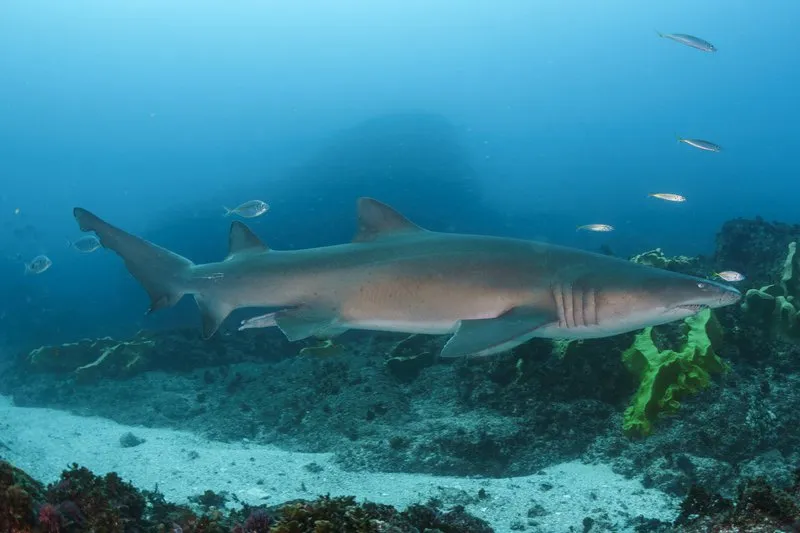 Greynurse Shark Fishing in Melbourne