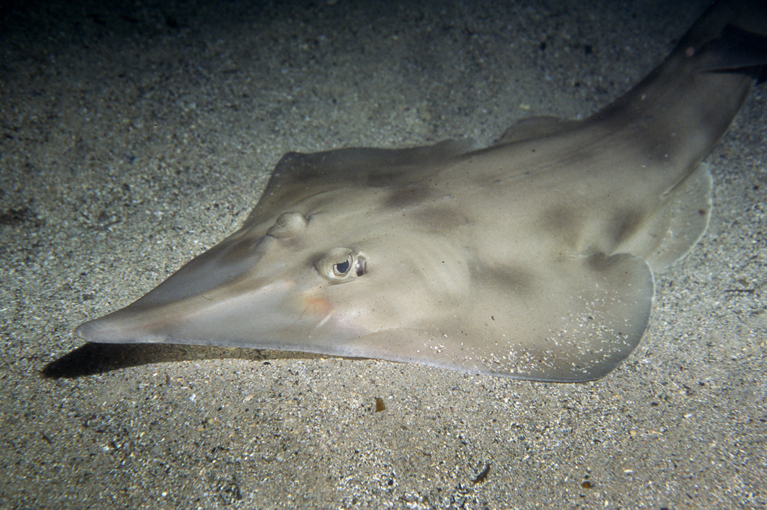 Guitarfish