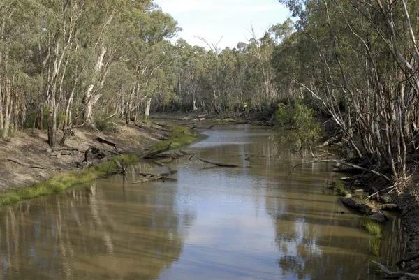 Image of Gunbower Creek