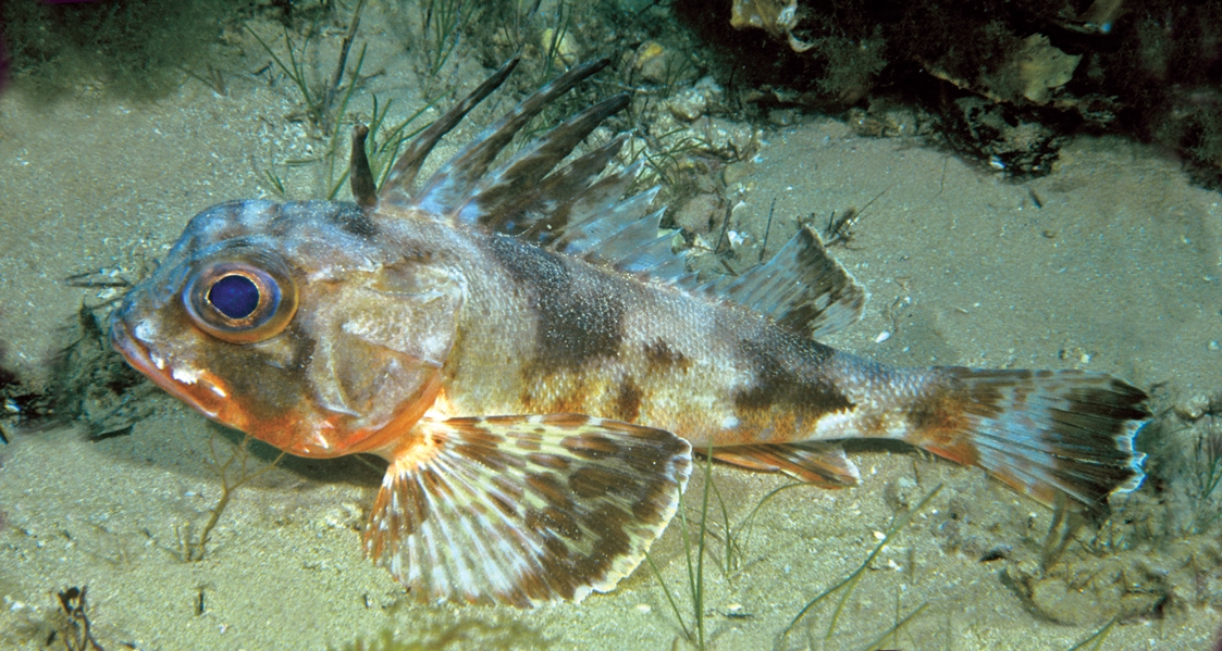 Gurnard