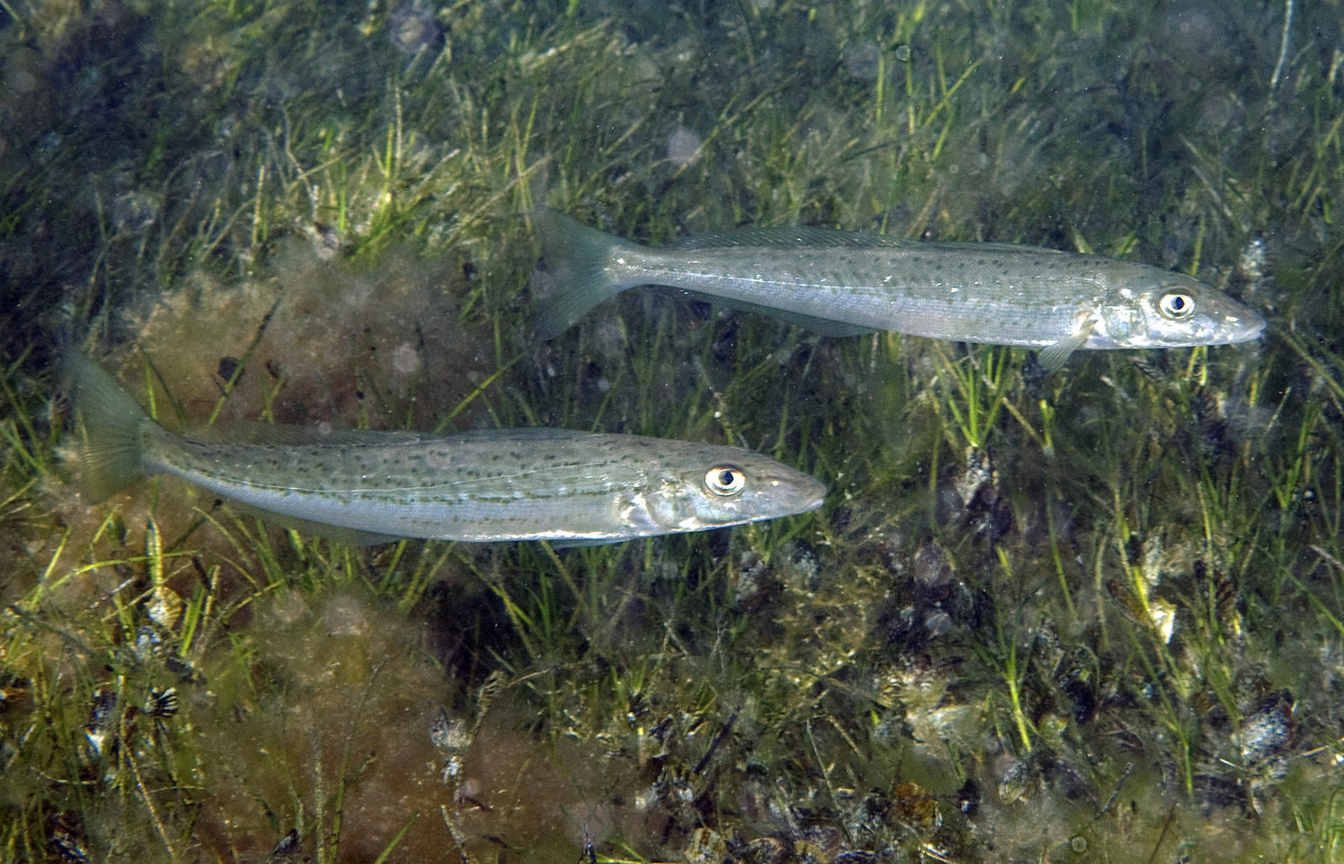 King George Whiting