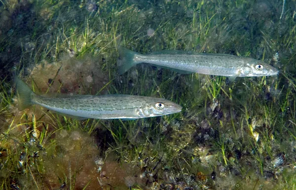 Image of a King George Whiting