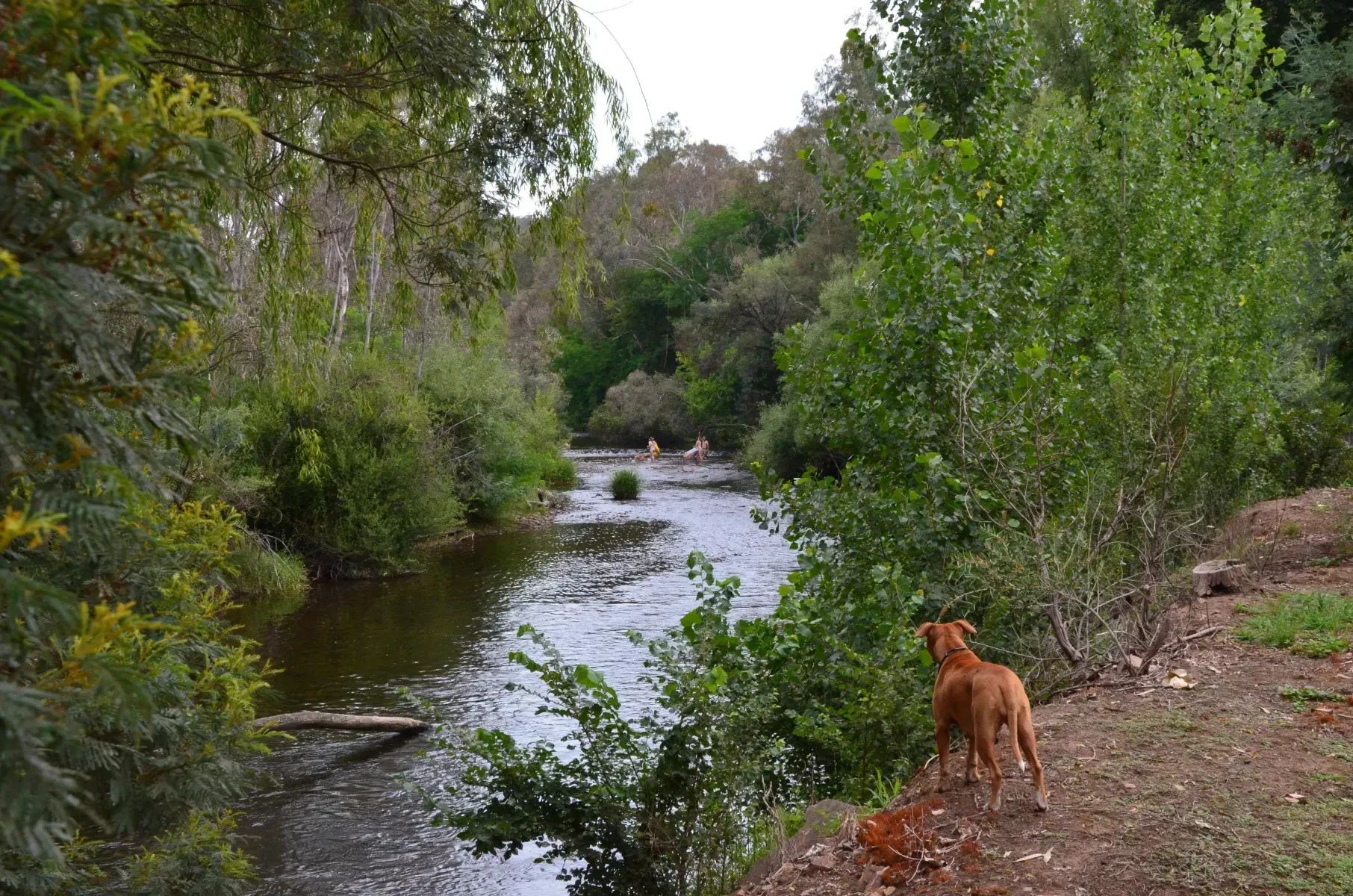 King River Fishing Guide