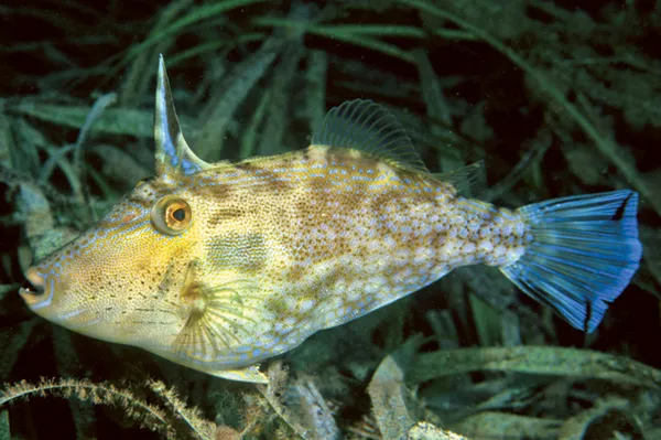 Image of a Leatherjacket