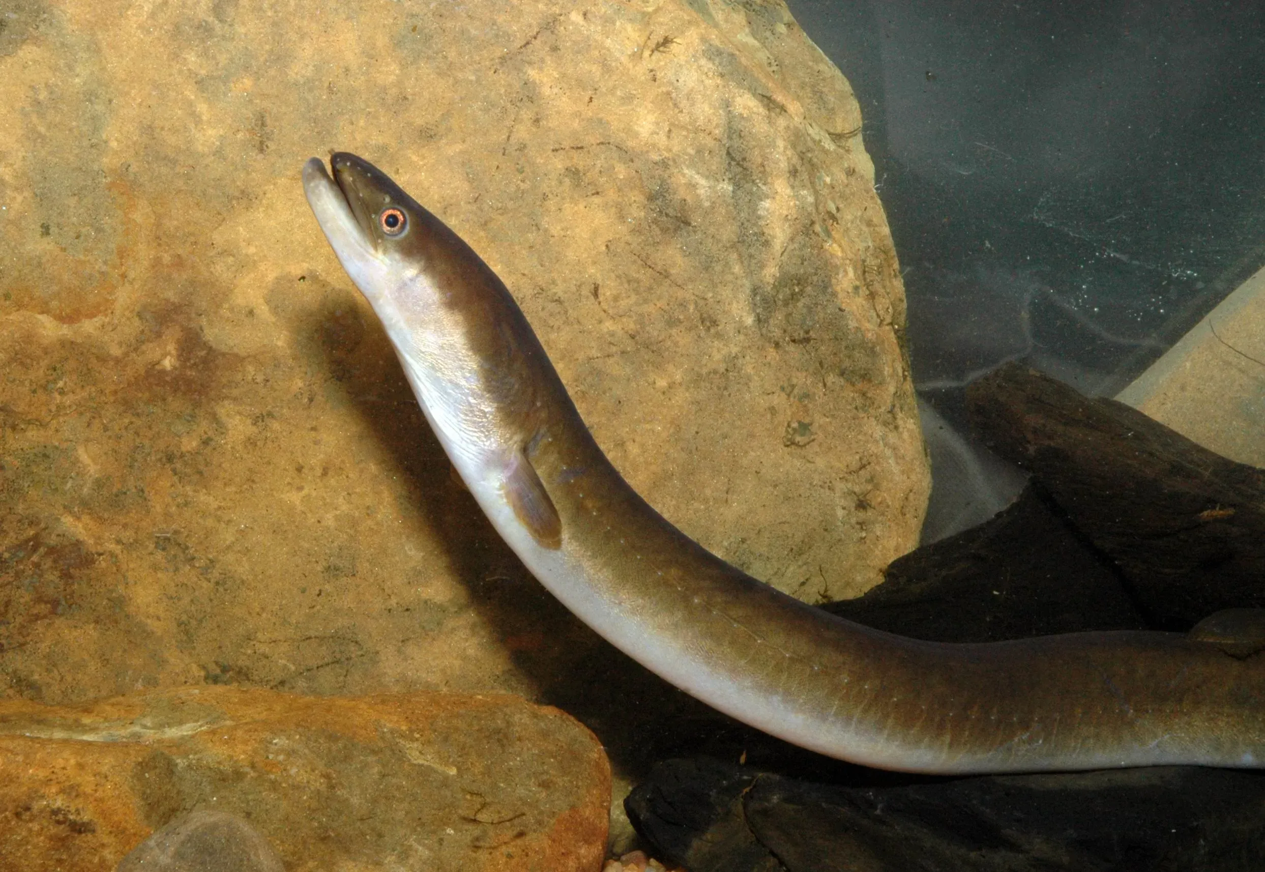 Long-Finned Eel Fishing in Melbourne