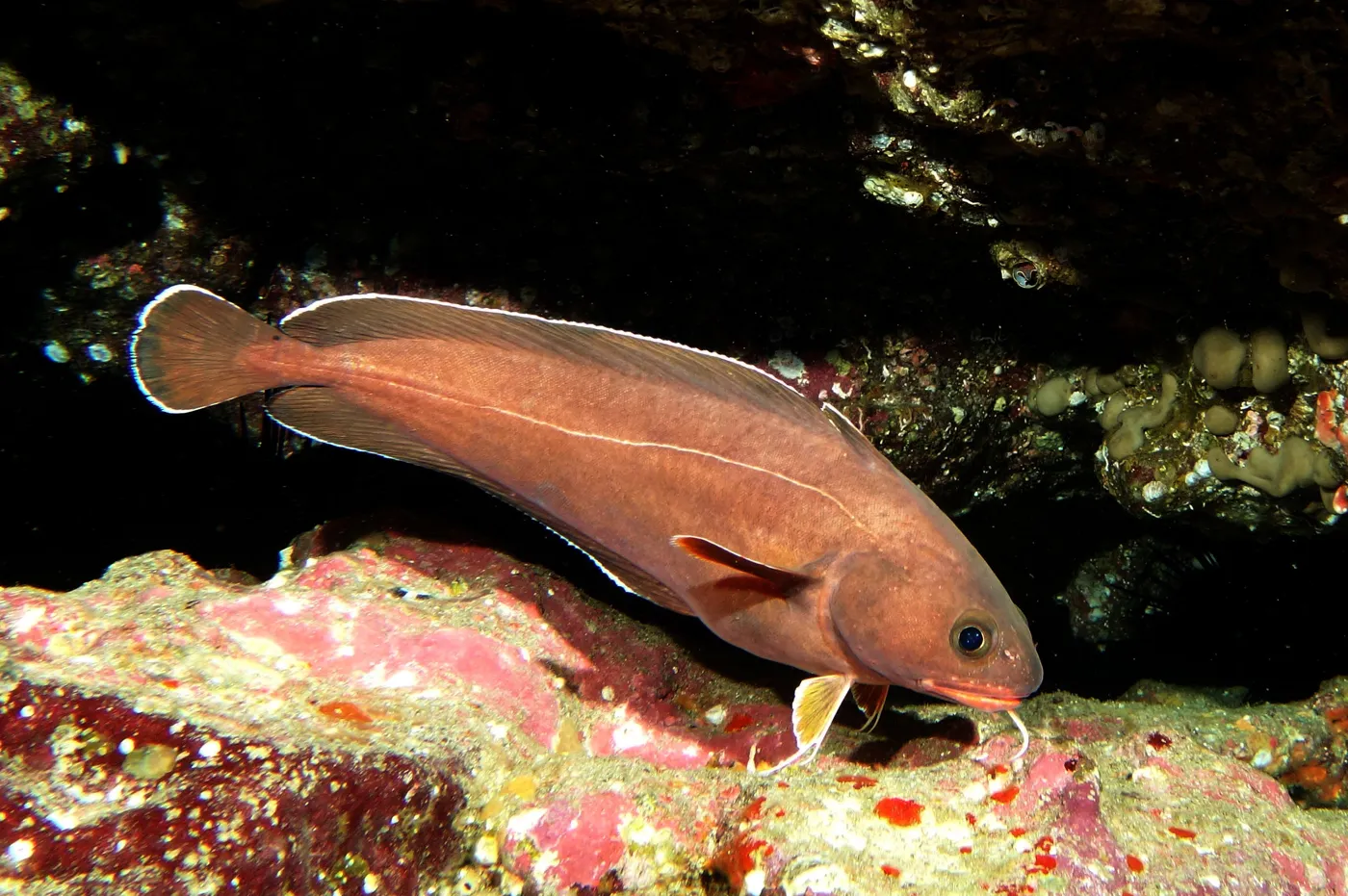 Lotella (Southern Rock Cod) Fishing in Melbourne