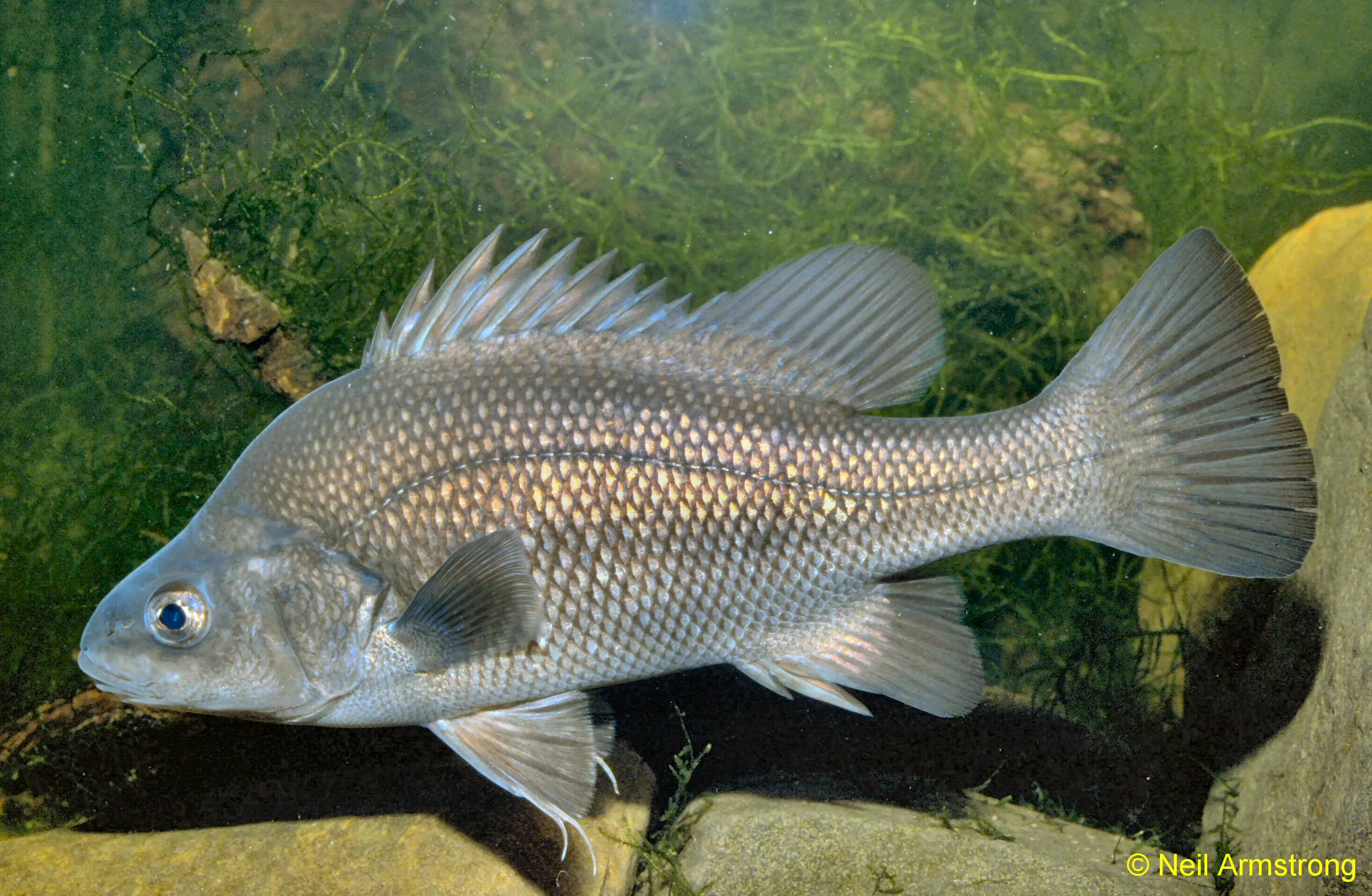 Macquarie Perch Fishing in Melbourne