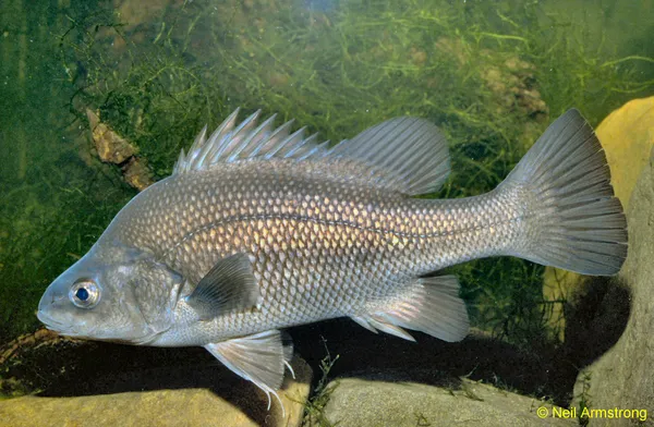 Image of a Macquarie Perch