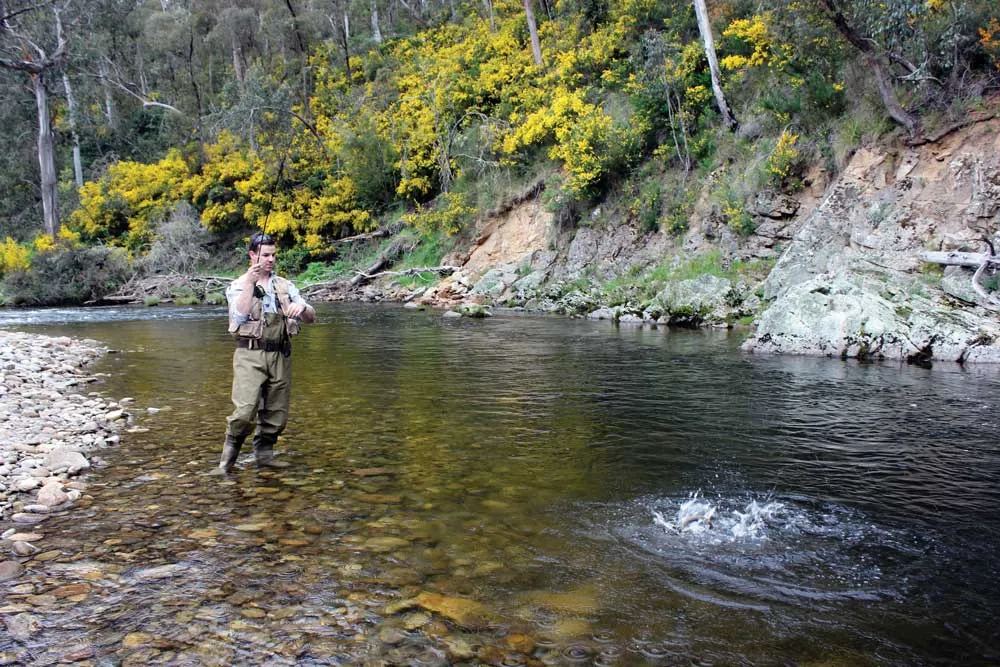 Mitta Mitta River Fishing Guide