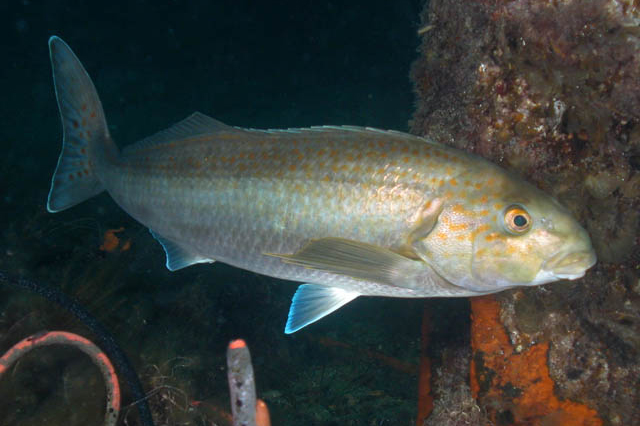 Morwong