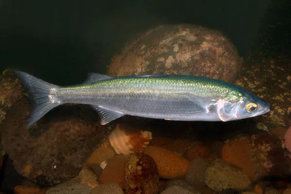 Image of a Mullet